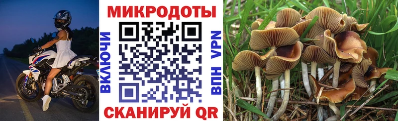 Галлюциногенные грибы Psilocybe Беломорск